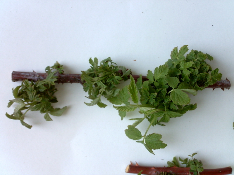 복분자딸기 빗자루 증상 방제기술