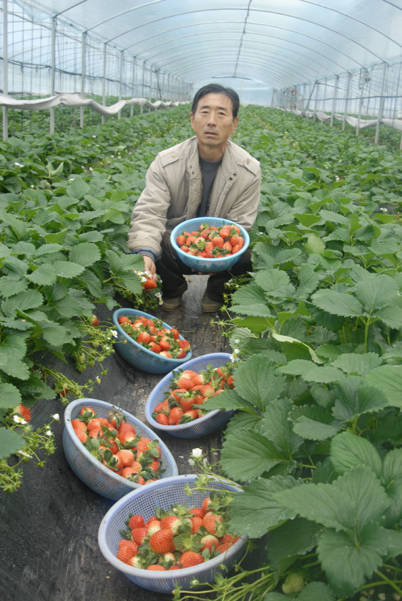 아라 딸기본격 출하