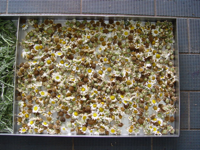 제충국 캐나다 재래종