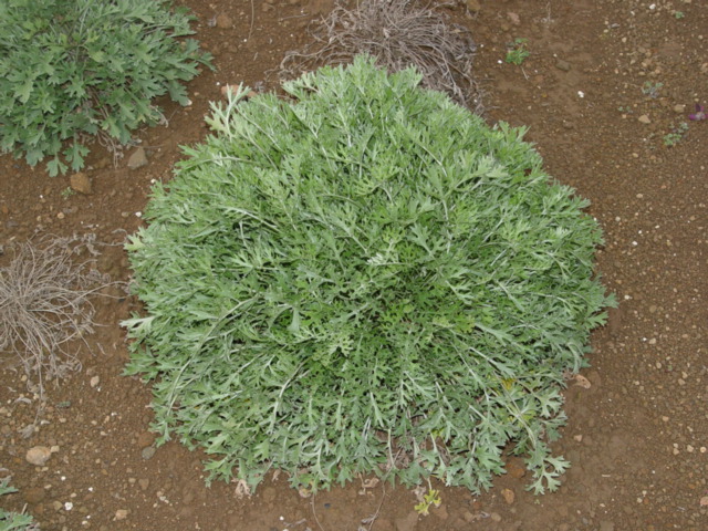 제충국 캐나다 재래종