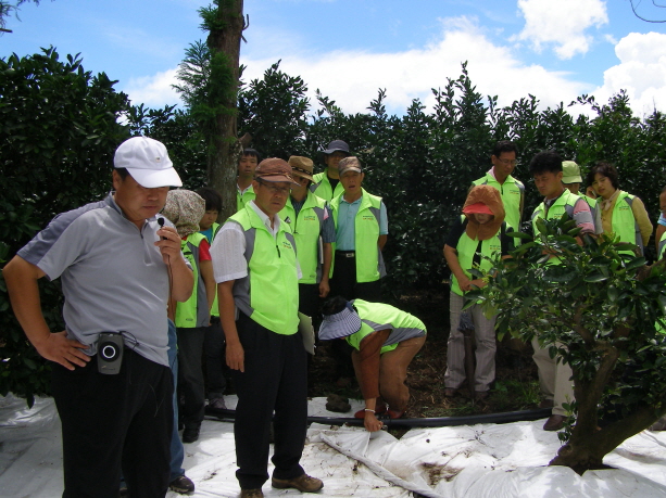 감귤사랑동호회 현장교육 (8. 26)