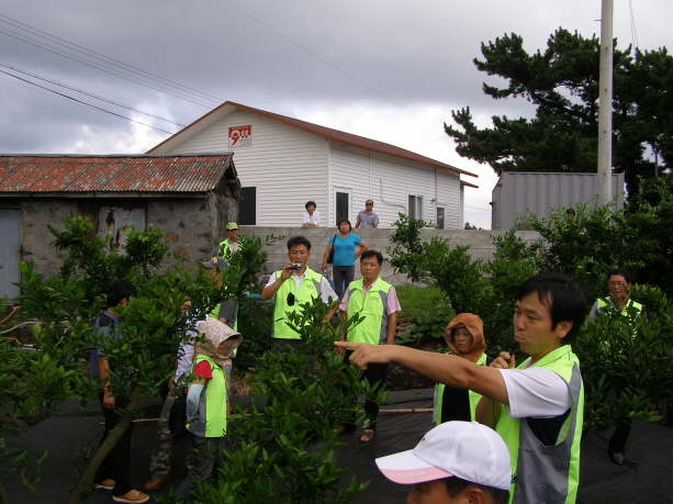 감귤사랑동호회 현장교육 (8. 26)