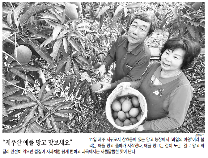 제주산 애플 망고 맛보세요 [제민일보- 2015.3.12]