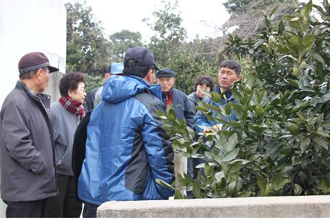 동부농업기술센터, 고품질 감귤 안정생산을 위한 전정교육 실시