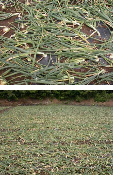 최초 국산팝콘 제조 시연회 개최