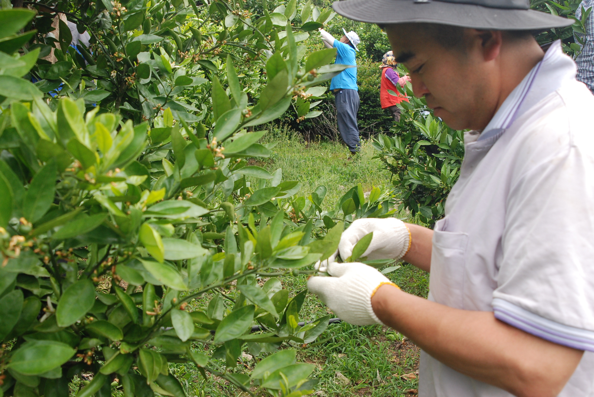 봄순열매솎기 봉사활동 　(6. 9)