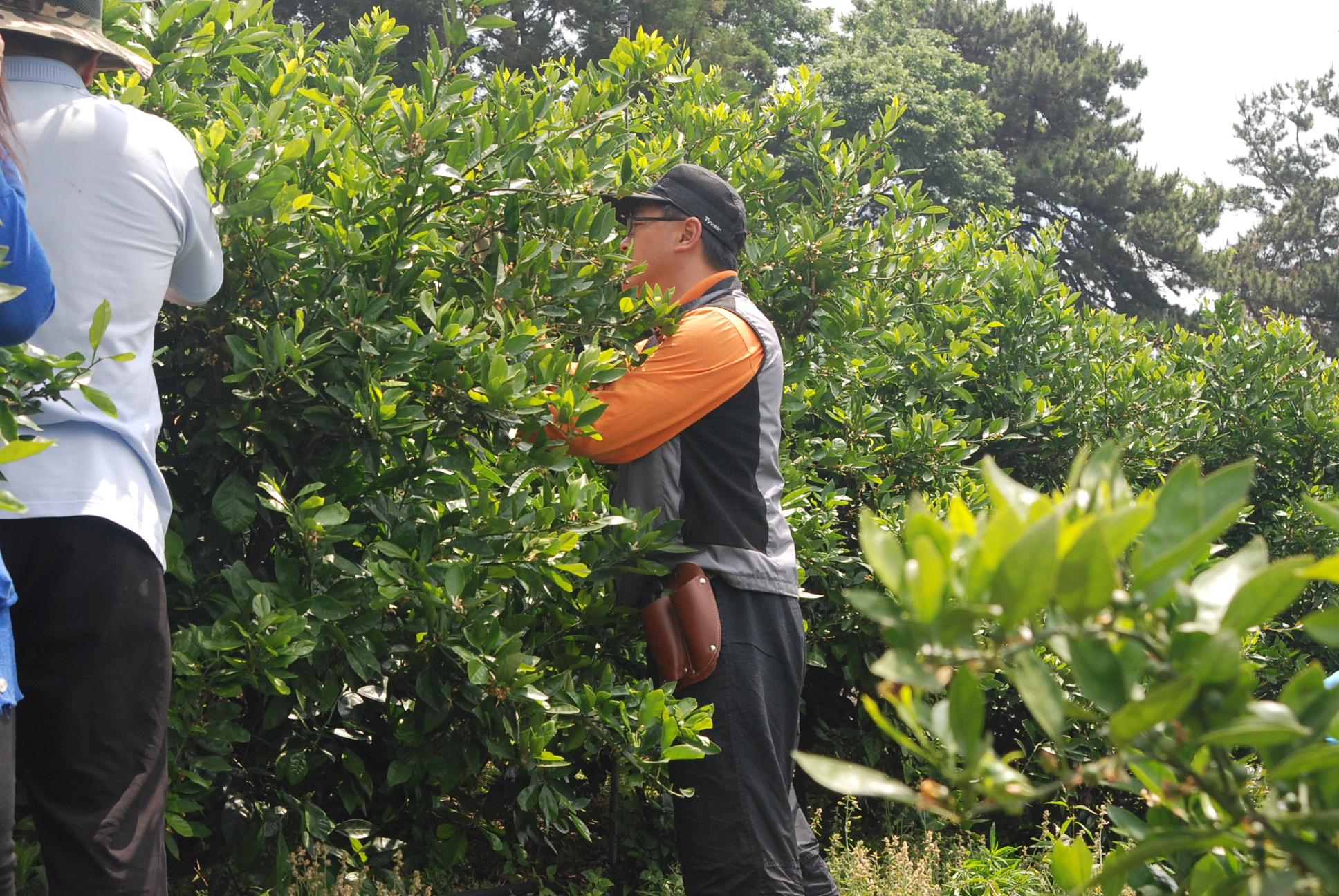 봄순열매솎기 봉사활동 　(6. 9)