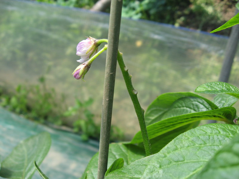 페피노메론 착과법을 알려주세요