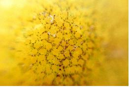 차연구회 다도교육 (6. 9)