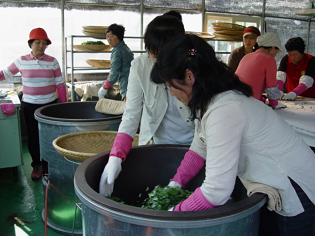 야생화차제조반교육