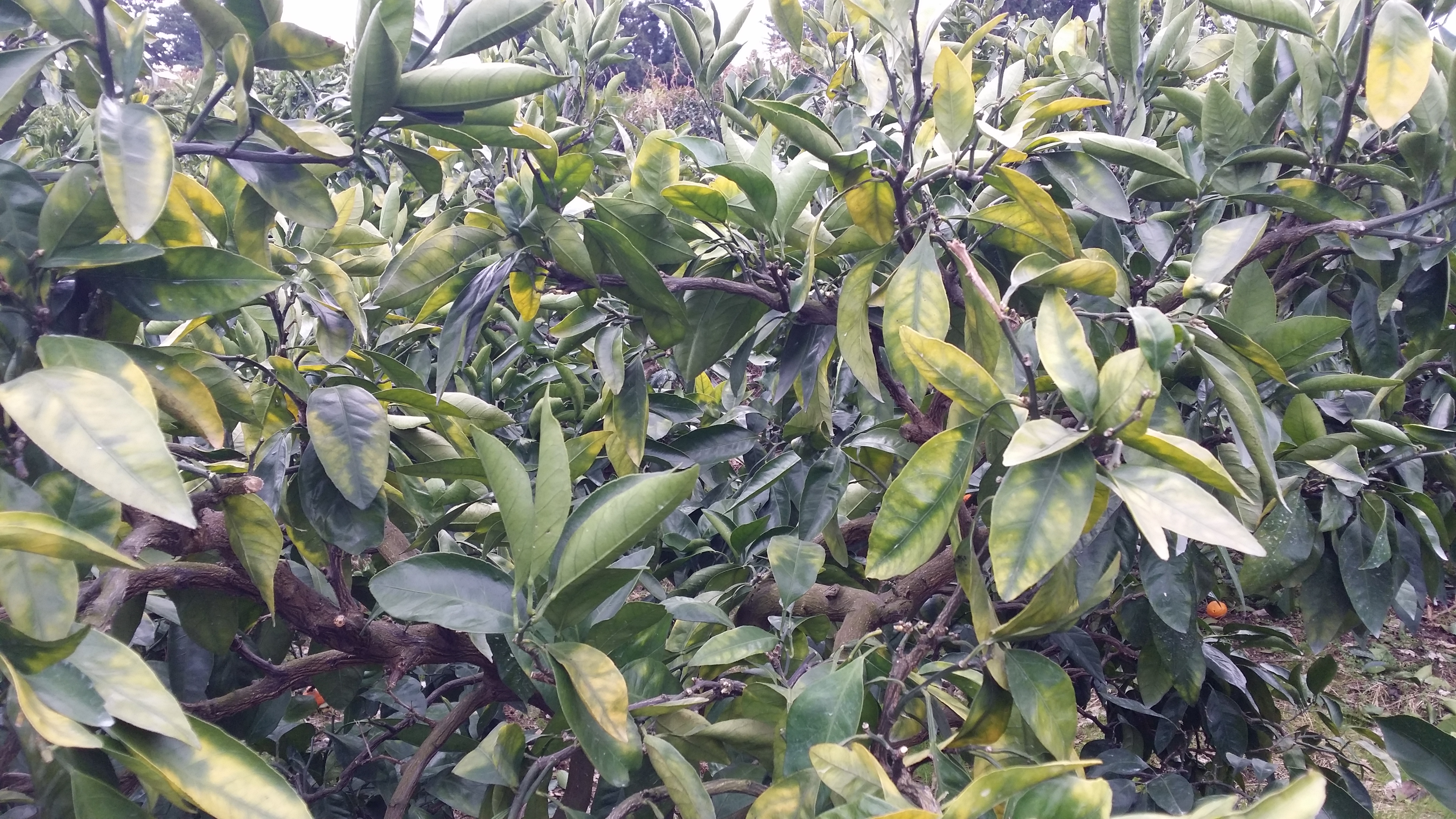 밀감나무 잎이 이상합니다. 영양결핍인가요?