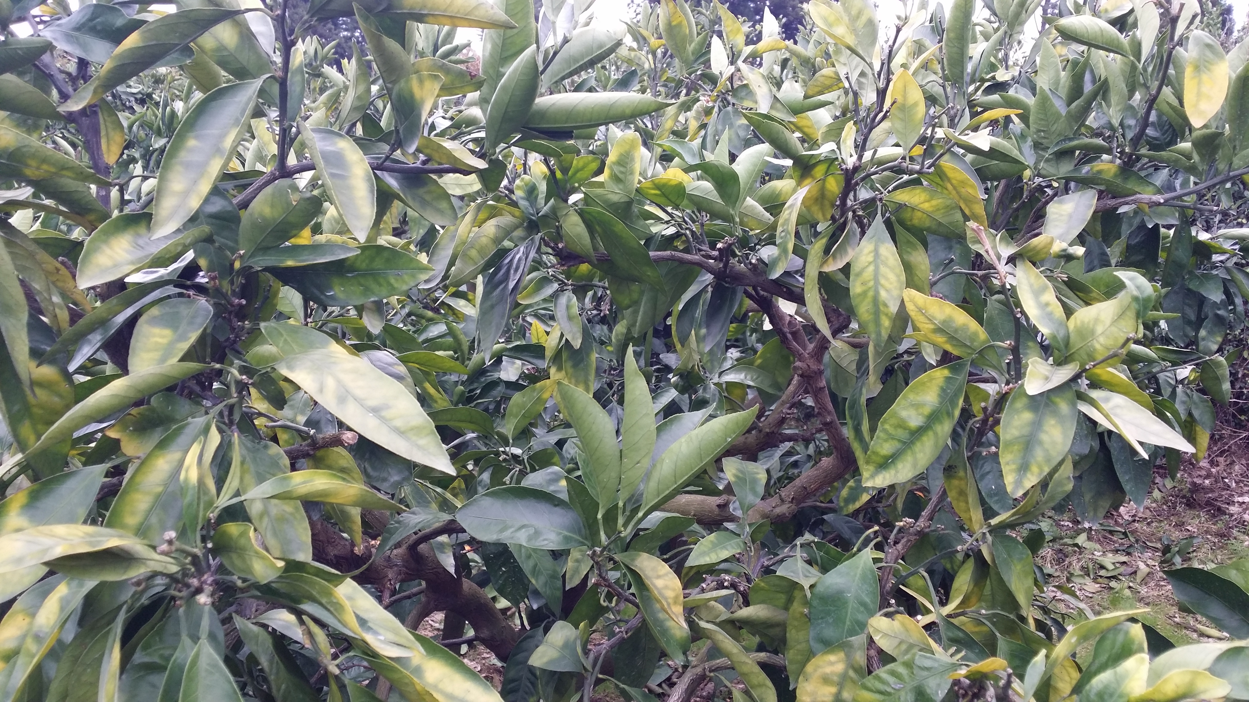 밀감나무 잎이 이상합니다. 영양결핍인가요?