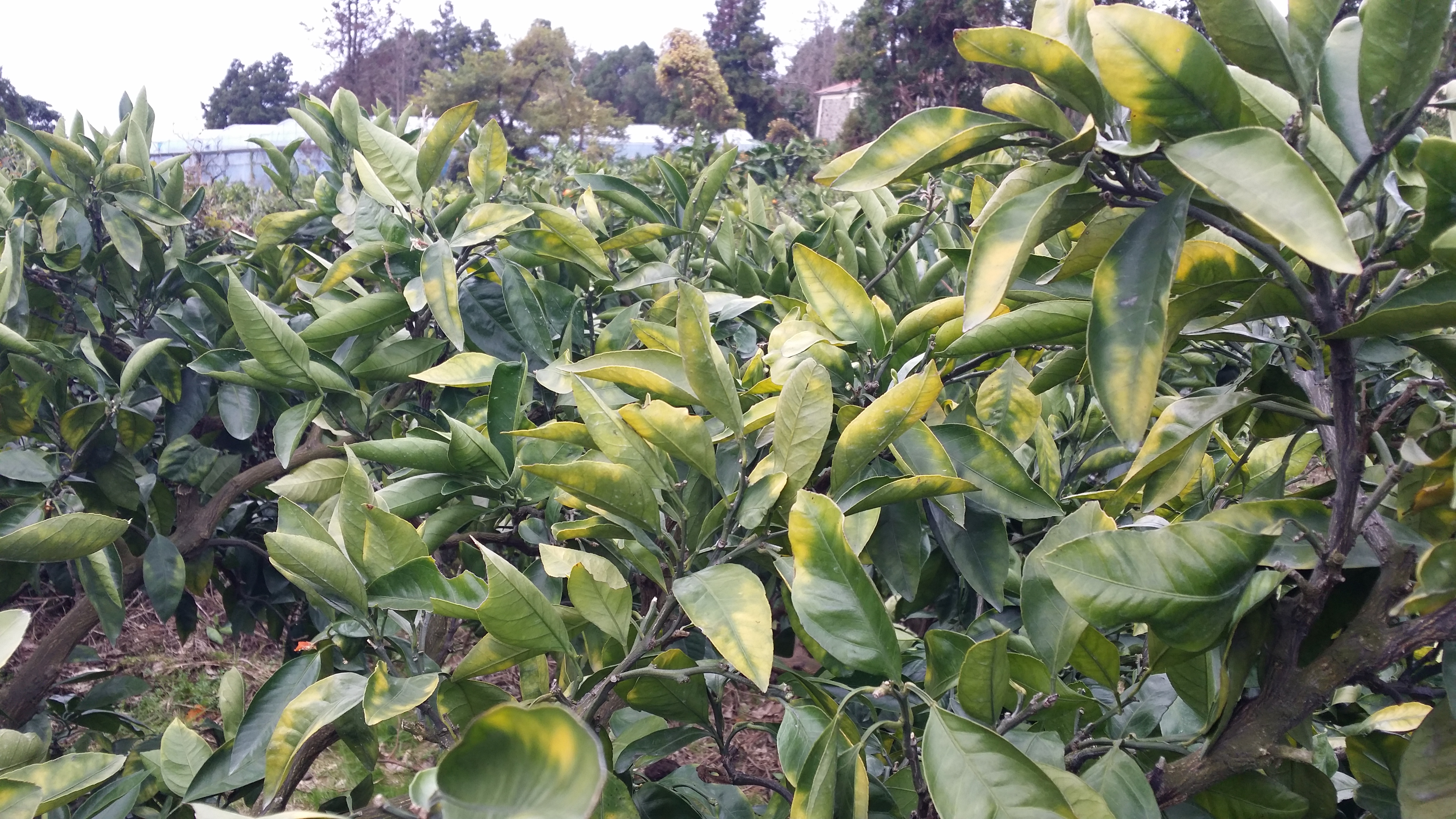 밀감나무 잎이 이상합니다. 영양결핍인가요?