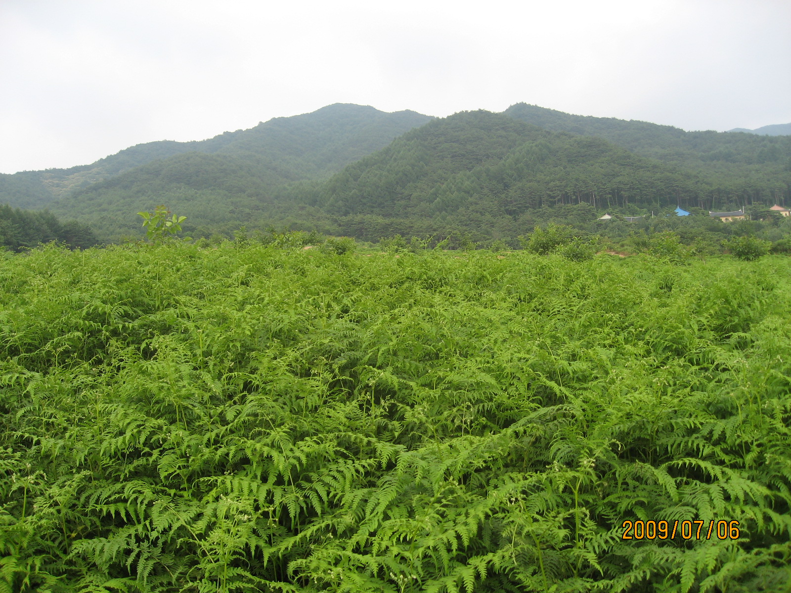 농한기 고사리재배 영농교육을 실시합니다.