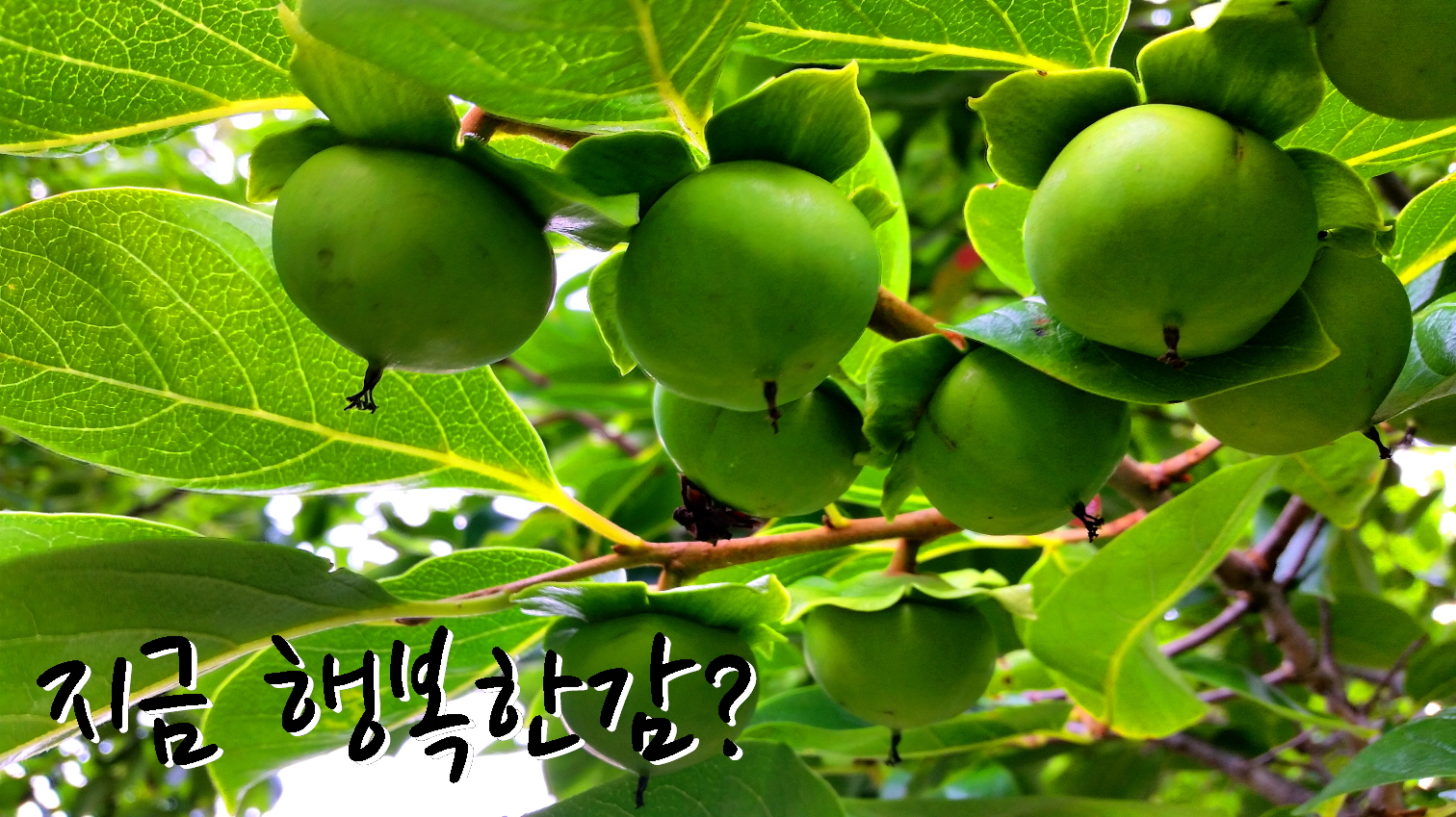 지금 행복한감?