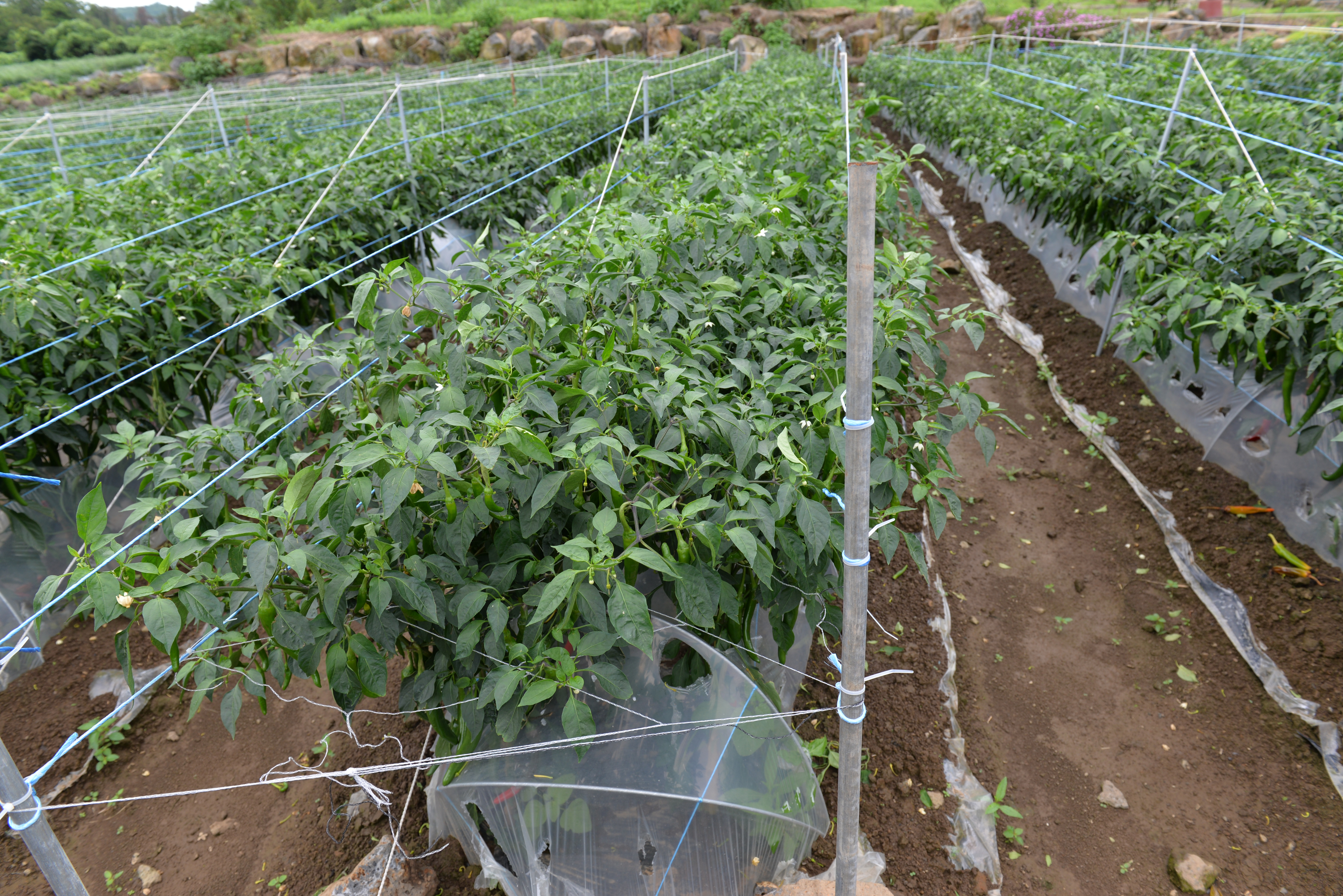 노지고추 생육상황