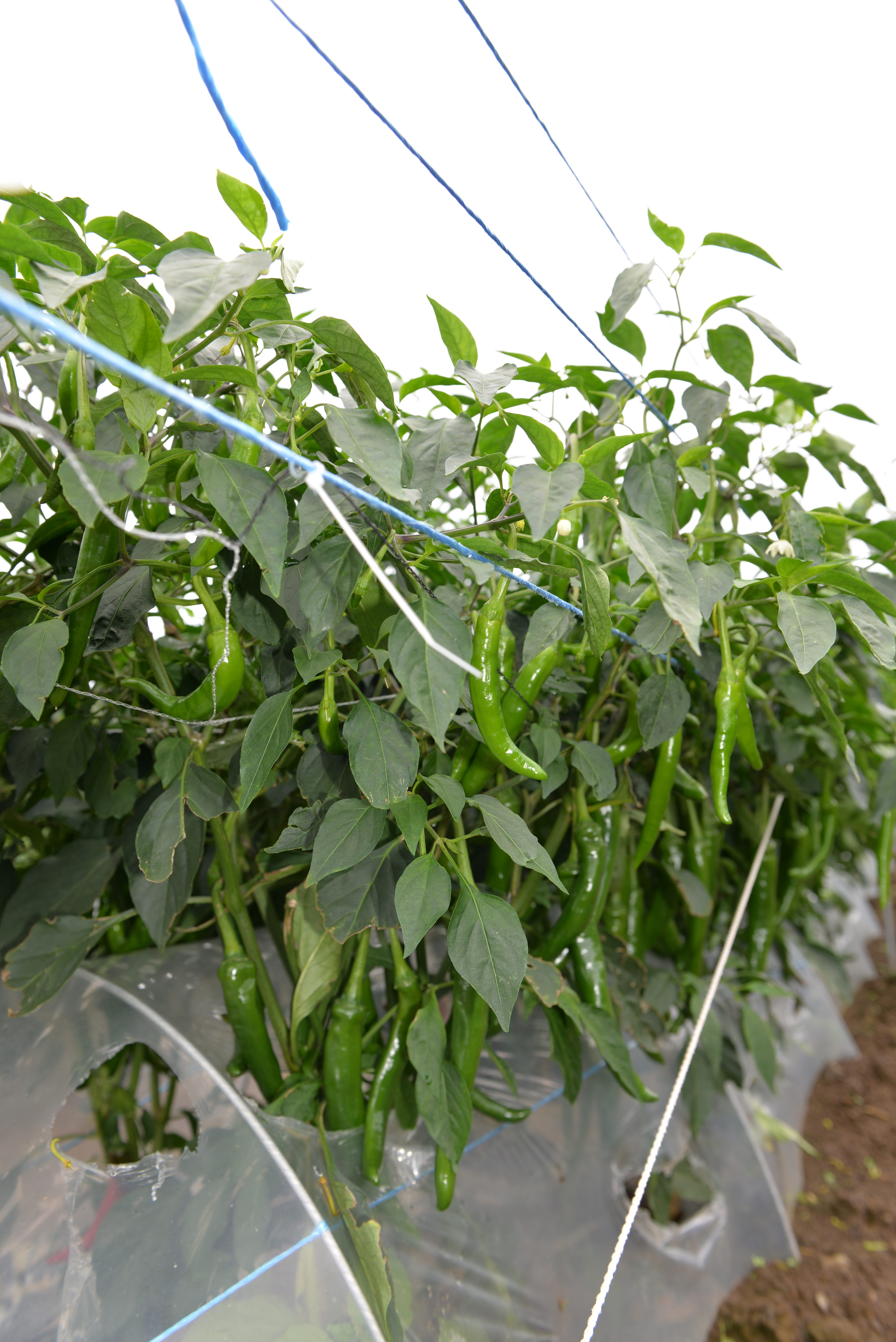 노지고추 생육상황