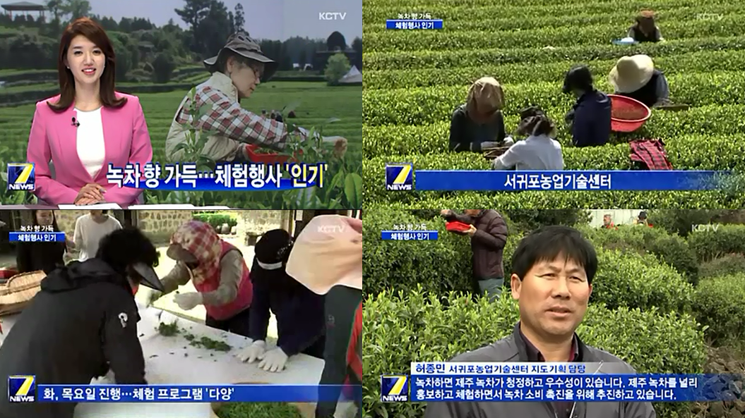 녹차향 가득 체험행사 ‘인기’ [KCTV 종합뉴스-2015. 4. 17.]