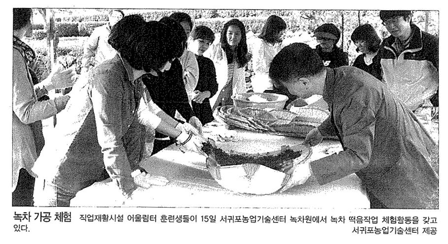 녹차가공체험(제주매일.2013.05.16)