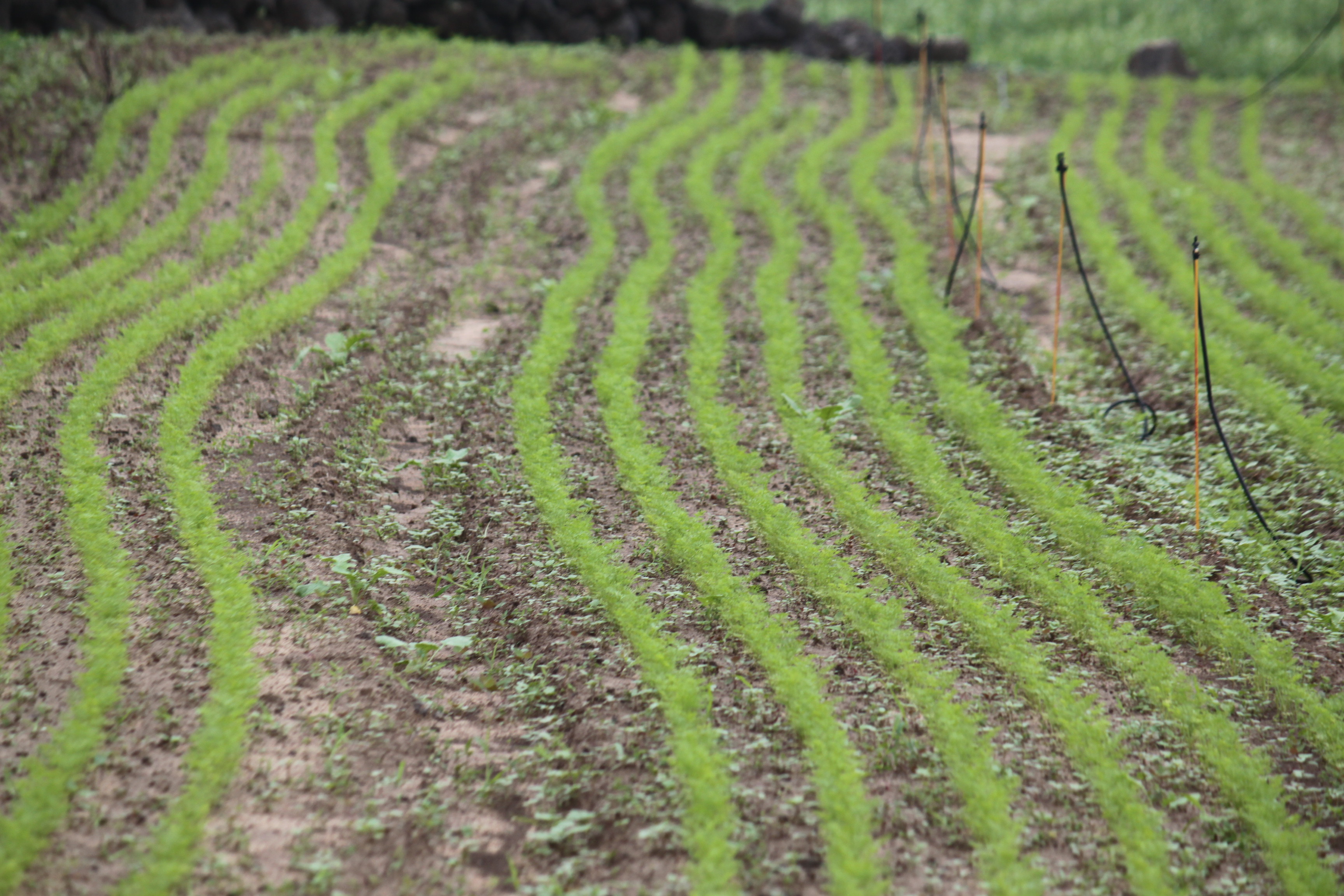 당근 파종상황(파종일 2014년 6월 15일)