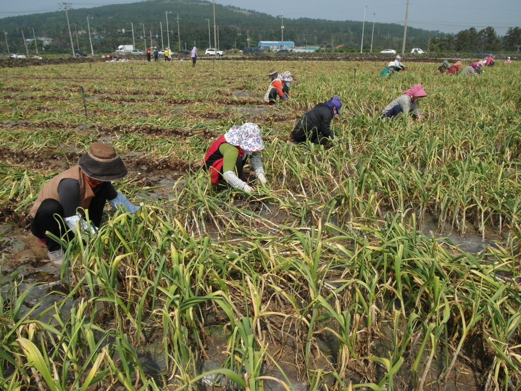 구마늘 수확
