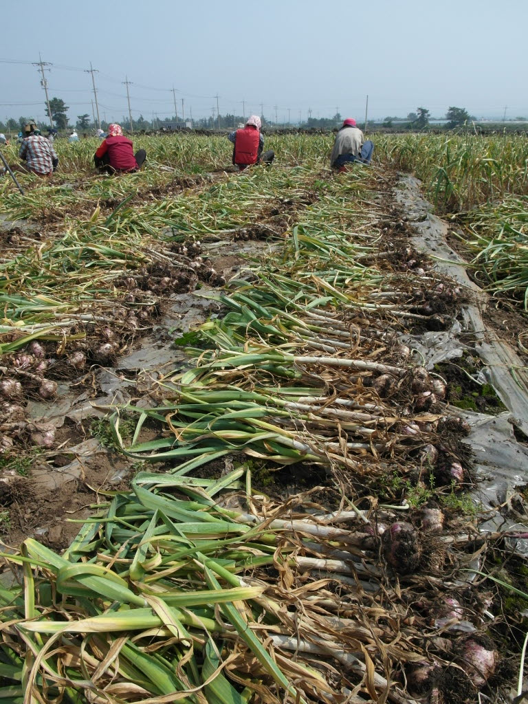 구마늘 수확