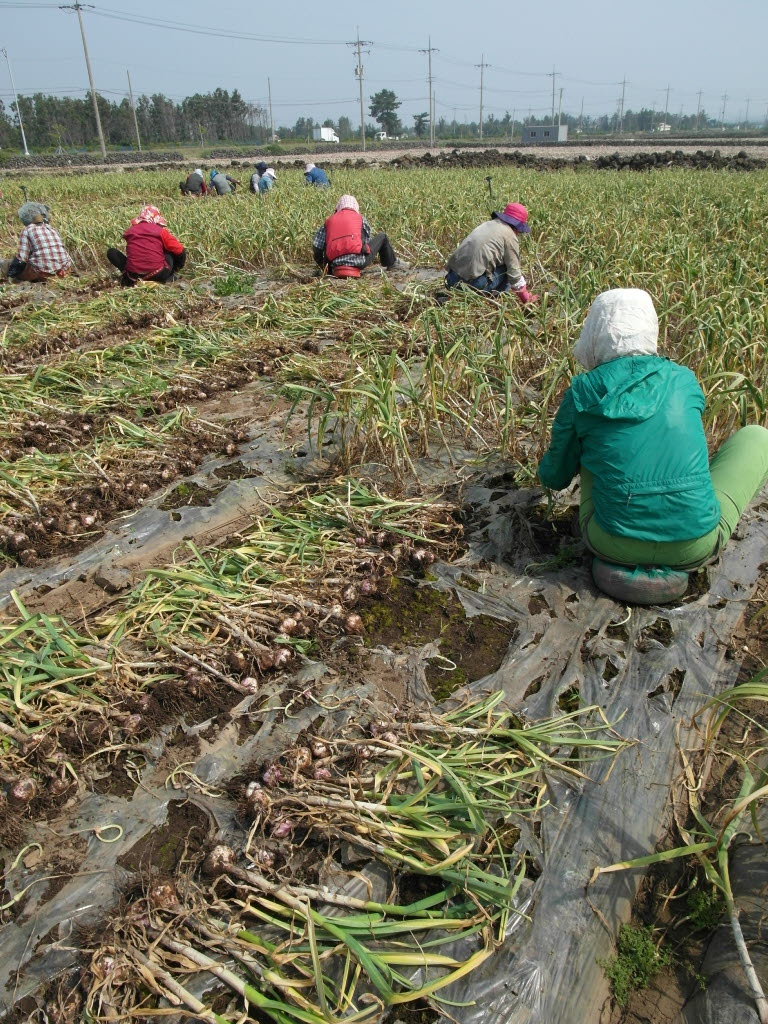 구마늘 수확