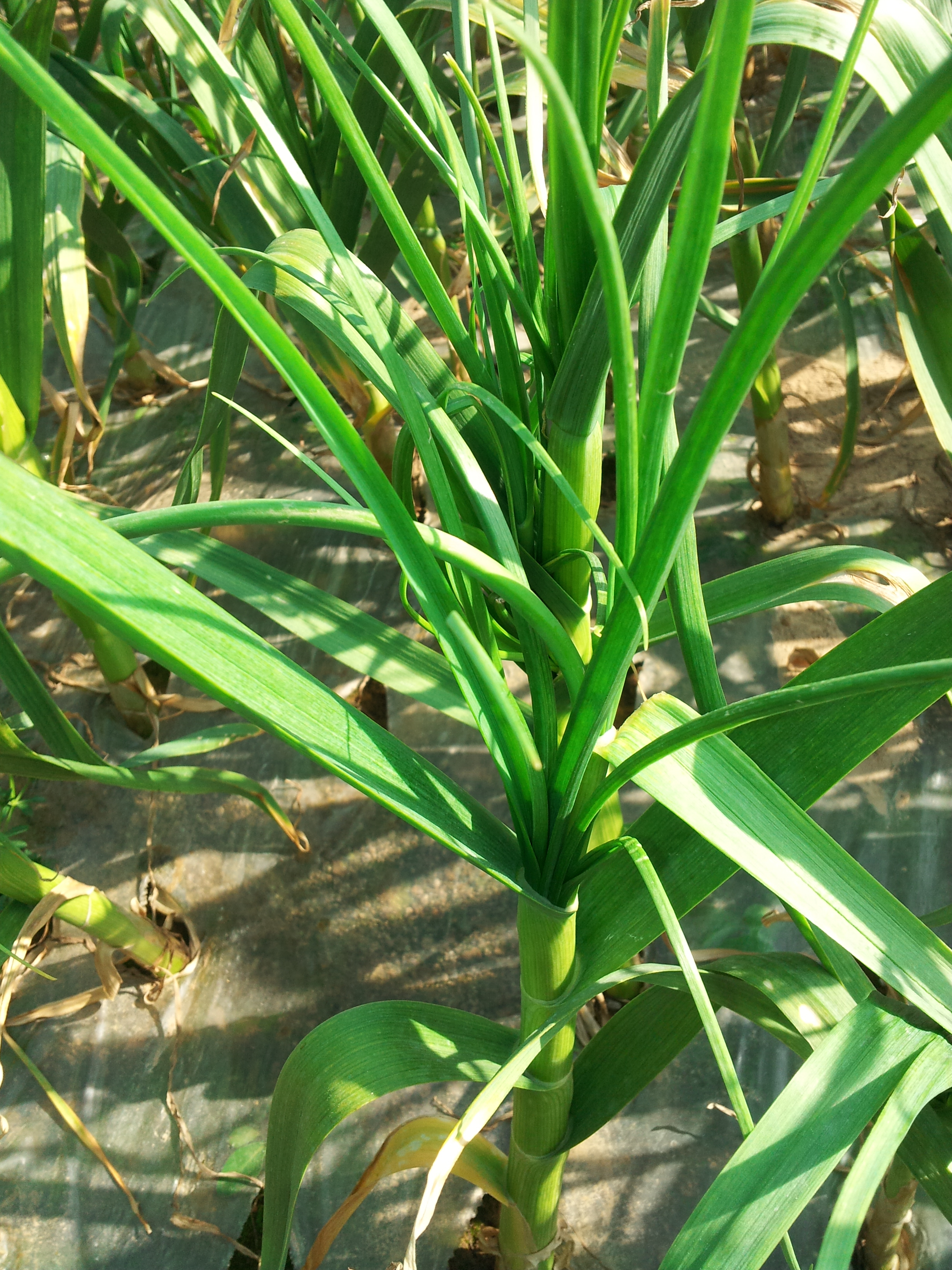 마늘 생리장해 진단 부탁드립니다