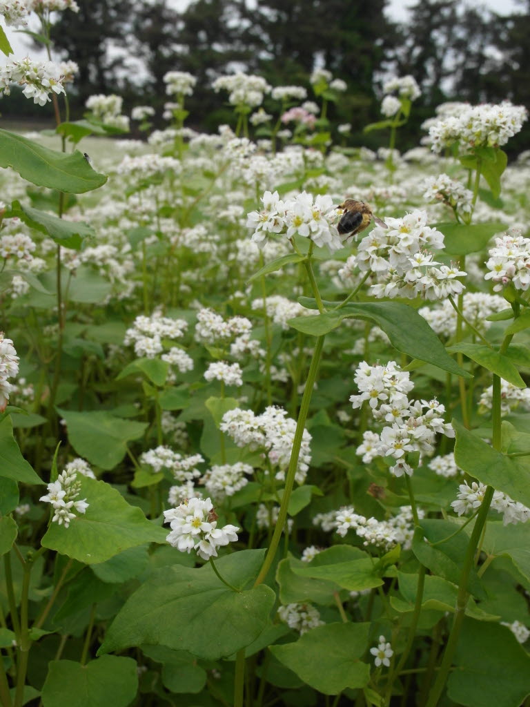 메밀꽃 필 무렵