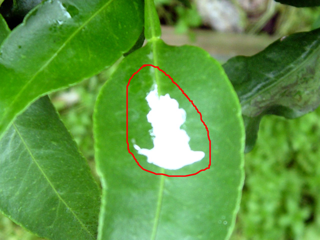 잎에 끈끈한 핑크색 액체가...?