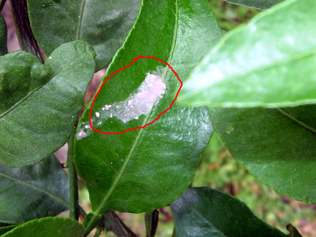 잎에 끈끈한 핑크색 액체가...?