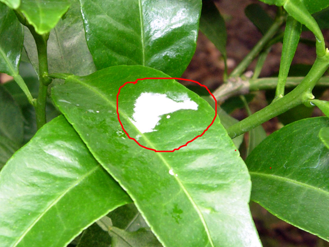 잎에 끈끈한 핑크색 액체가...?