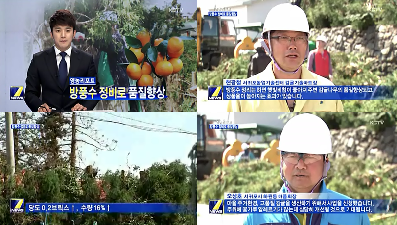 방풍수 정비로 품질 향상 [KCTV 주말뉴스-2015.3.29.]
