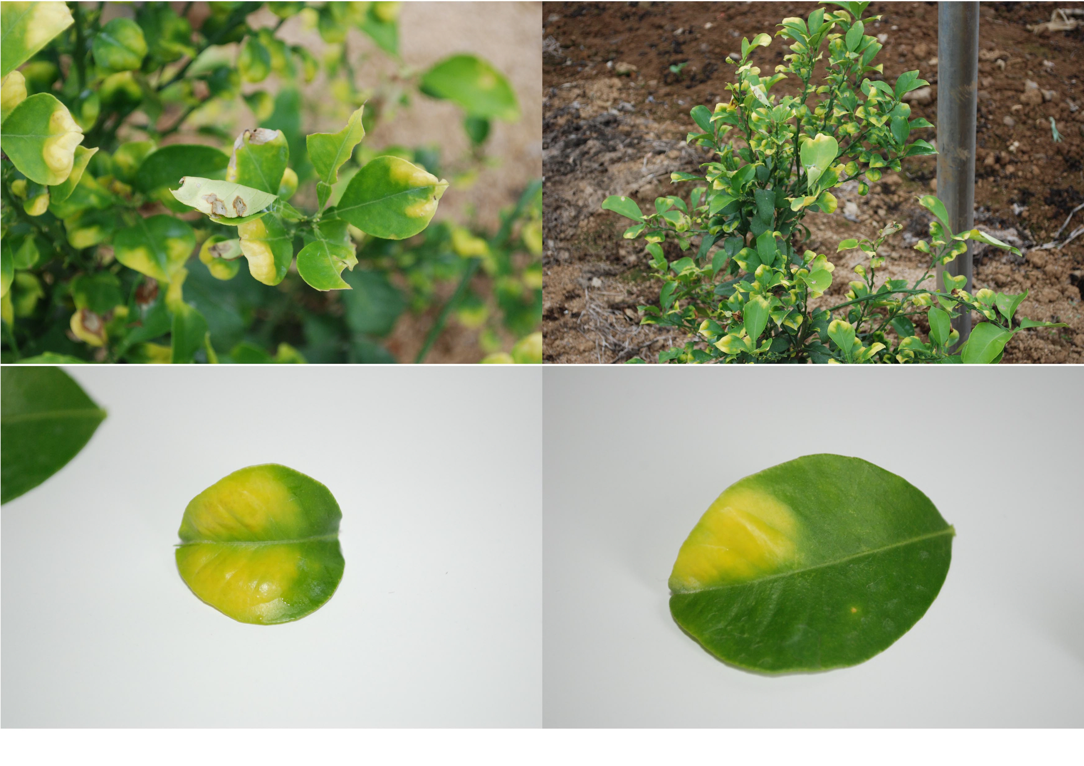 베니마돈나 병해??