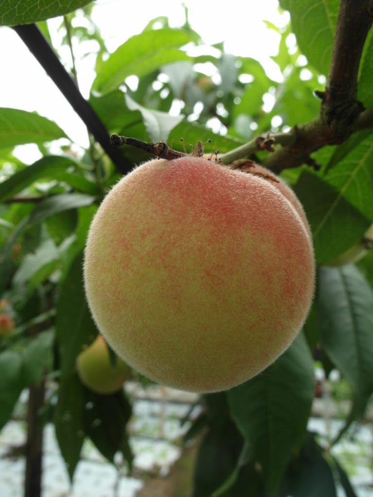 복숭아 익어가는 계절