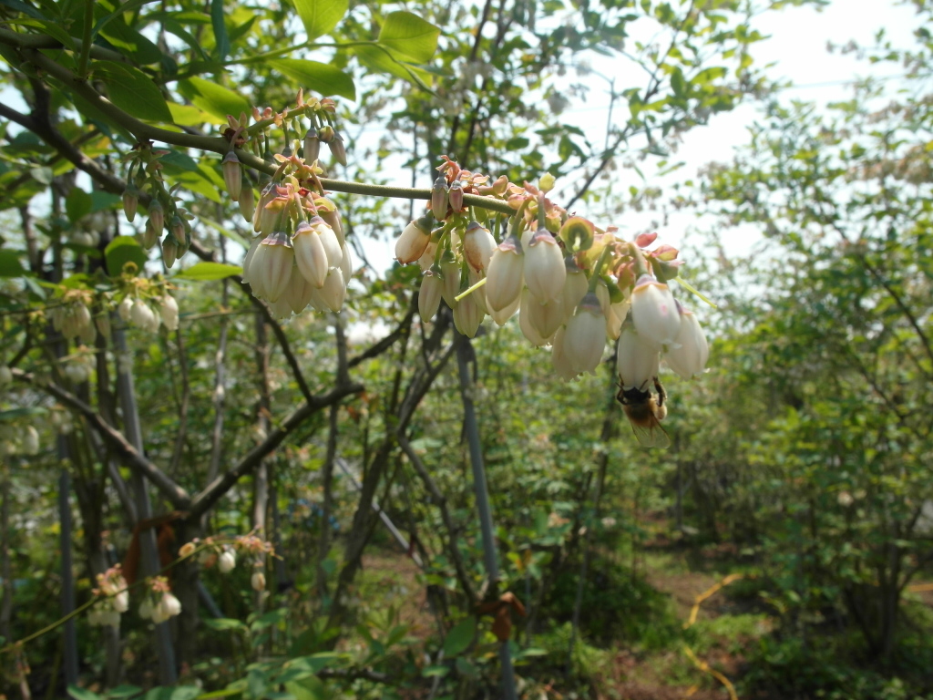 블루베리 개화