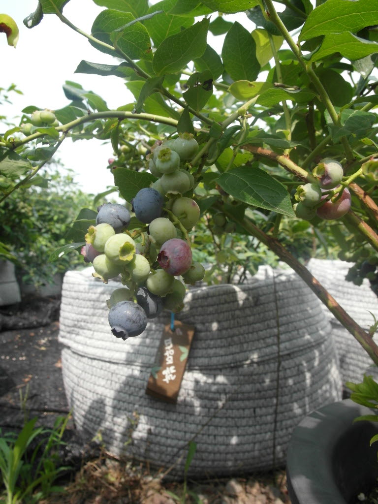 노지 블루베리 수확