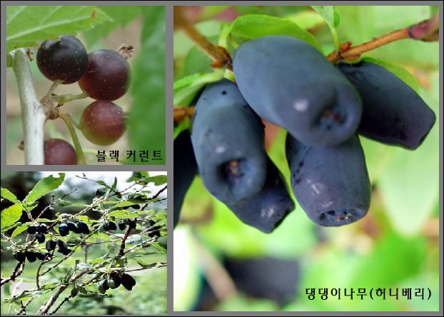 댕댕이나무,까막까치밥나무..