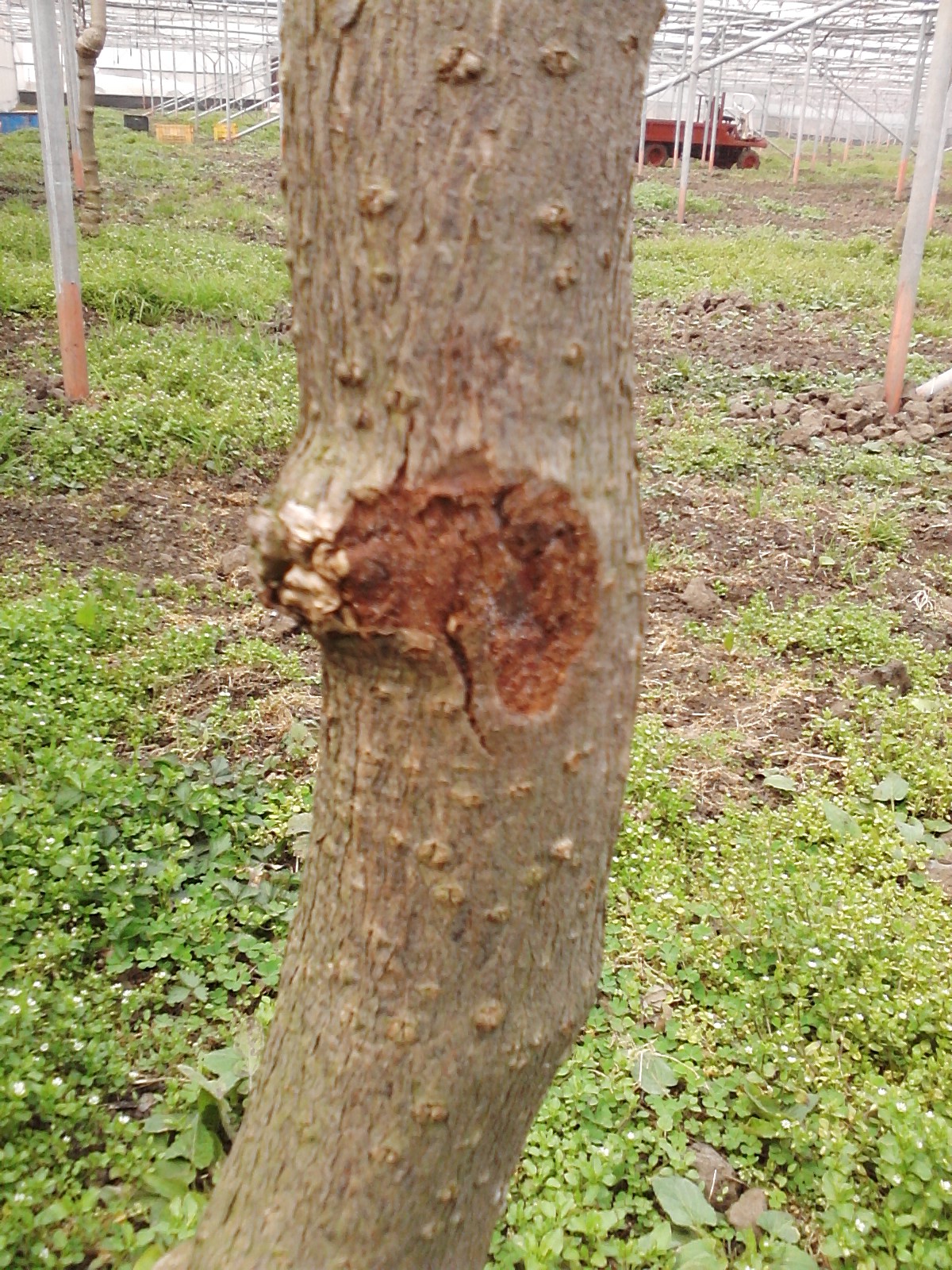 그린키위 병해증상 문의