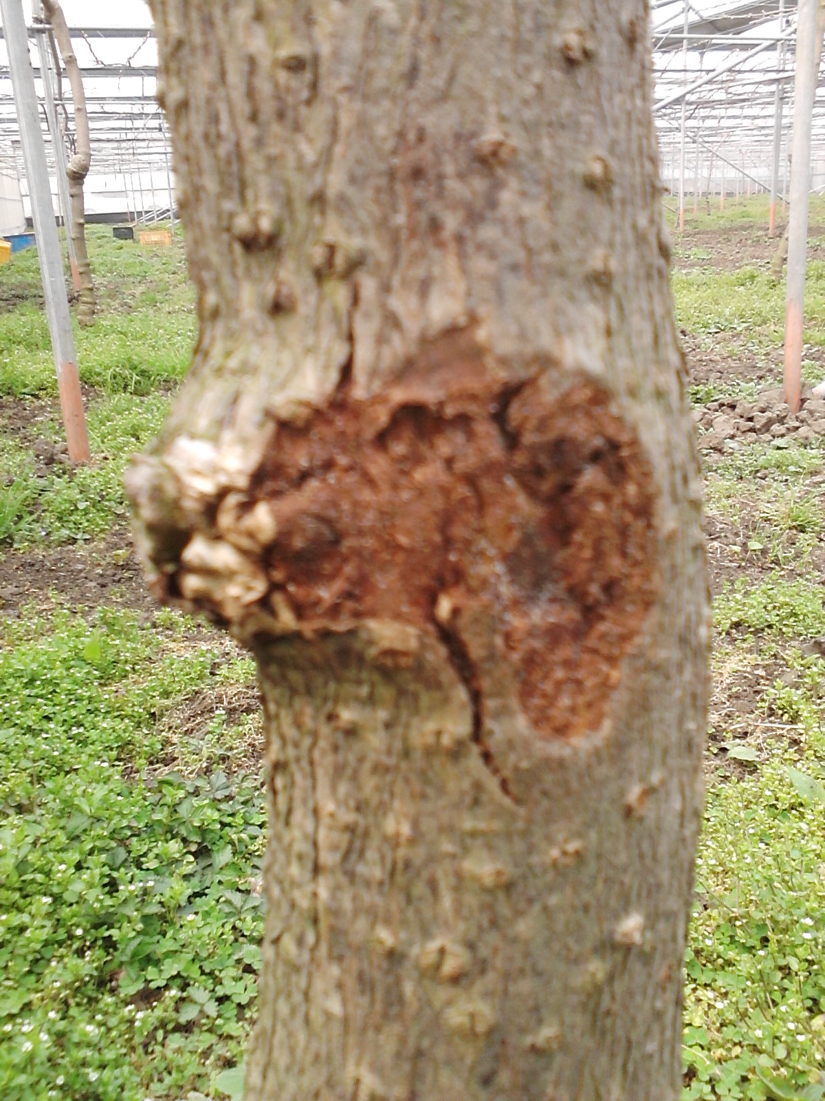 그린키위 병해증상 문의