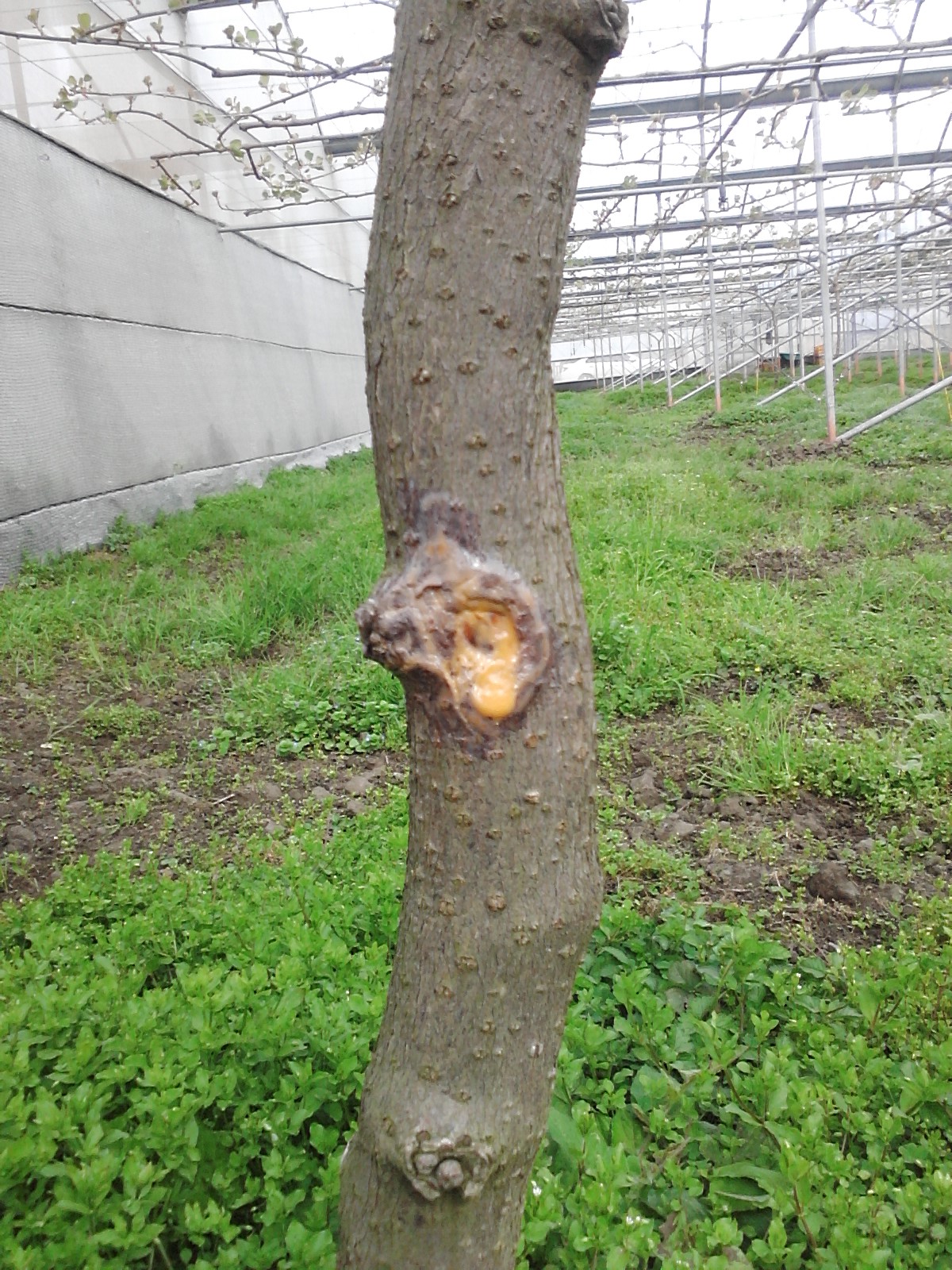 그린키위 병해증상 문의