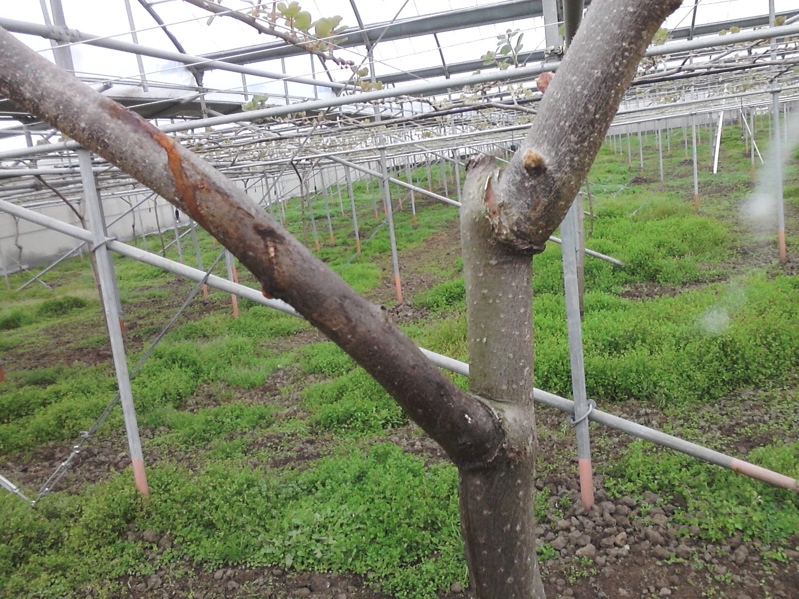 그린키위 병해증상 문의