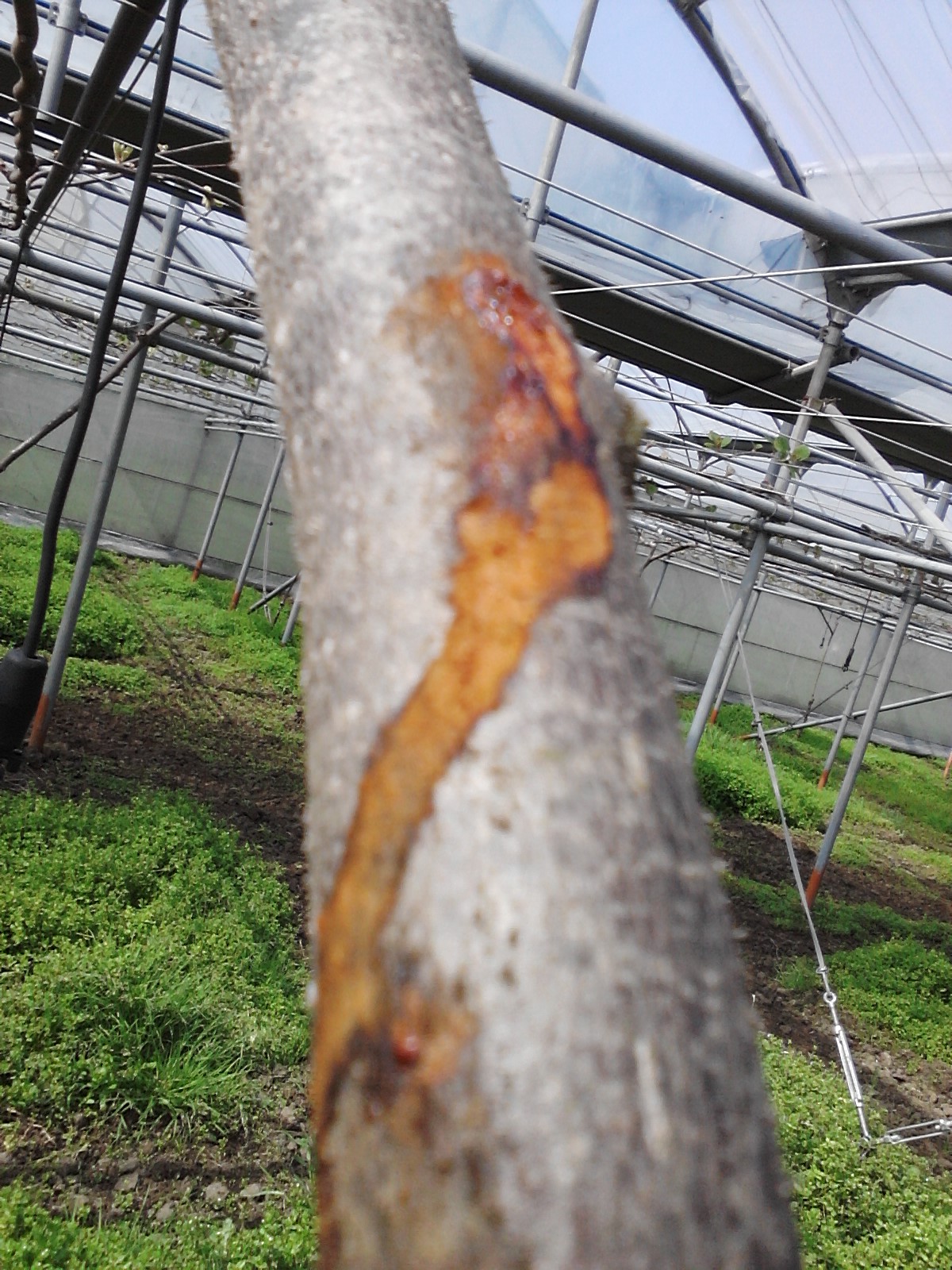 그린키위 병해증상 문의