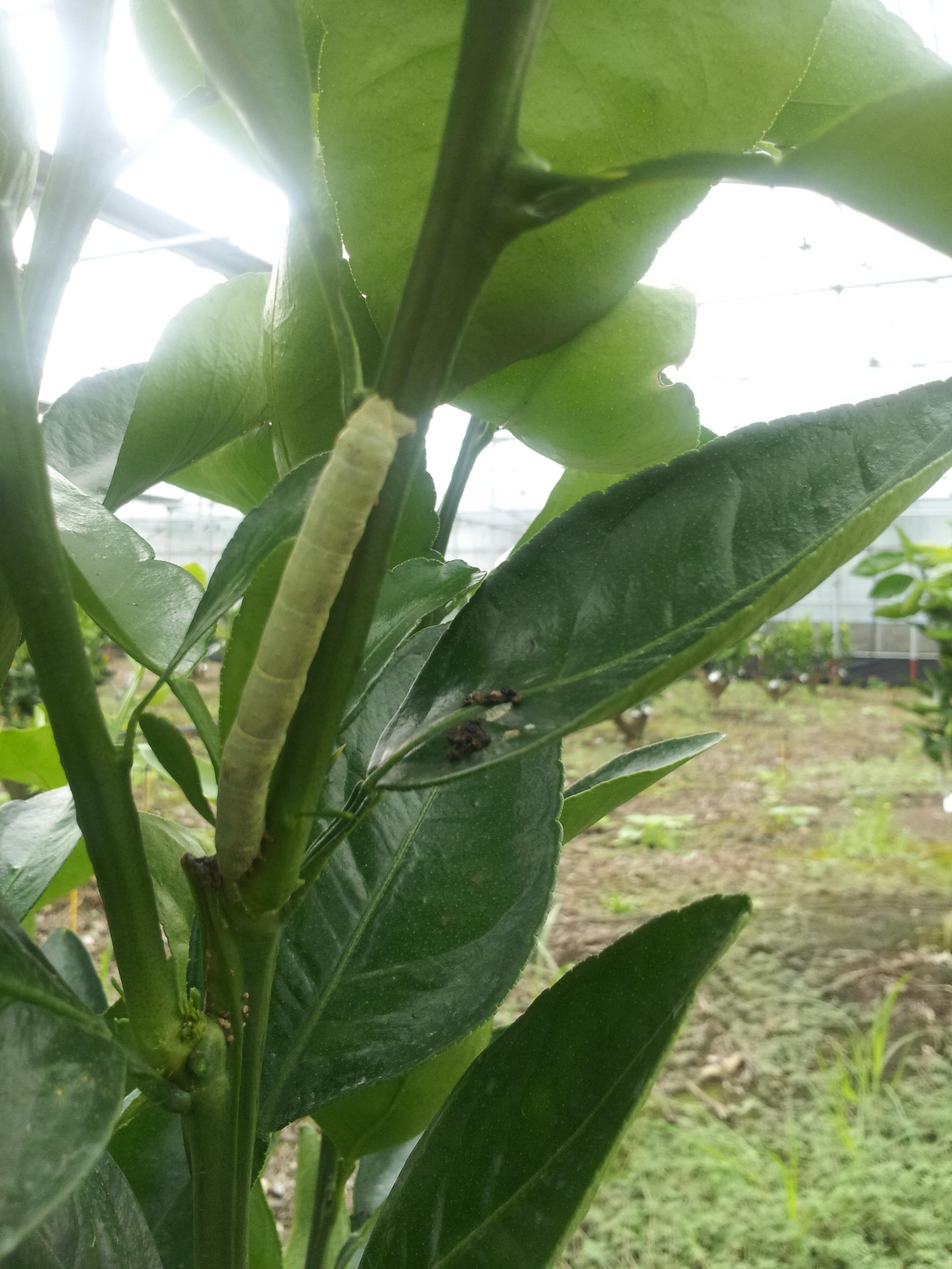 병충해 및 기타 문의