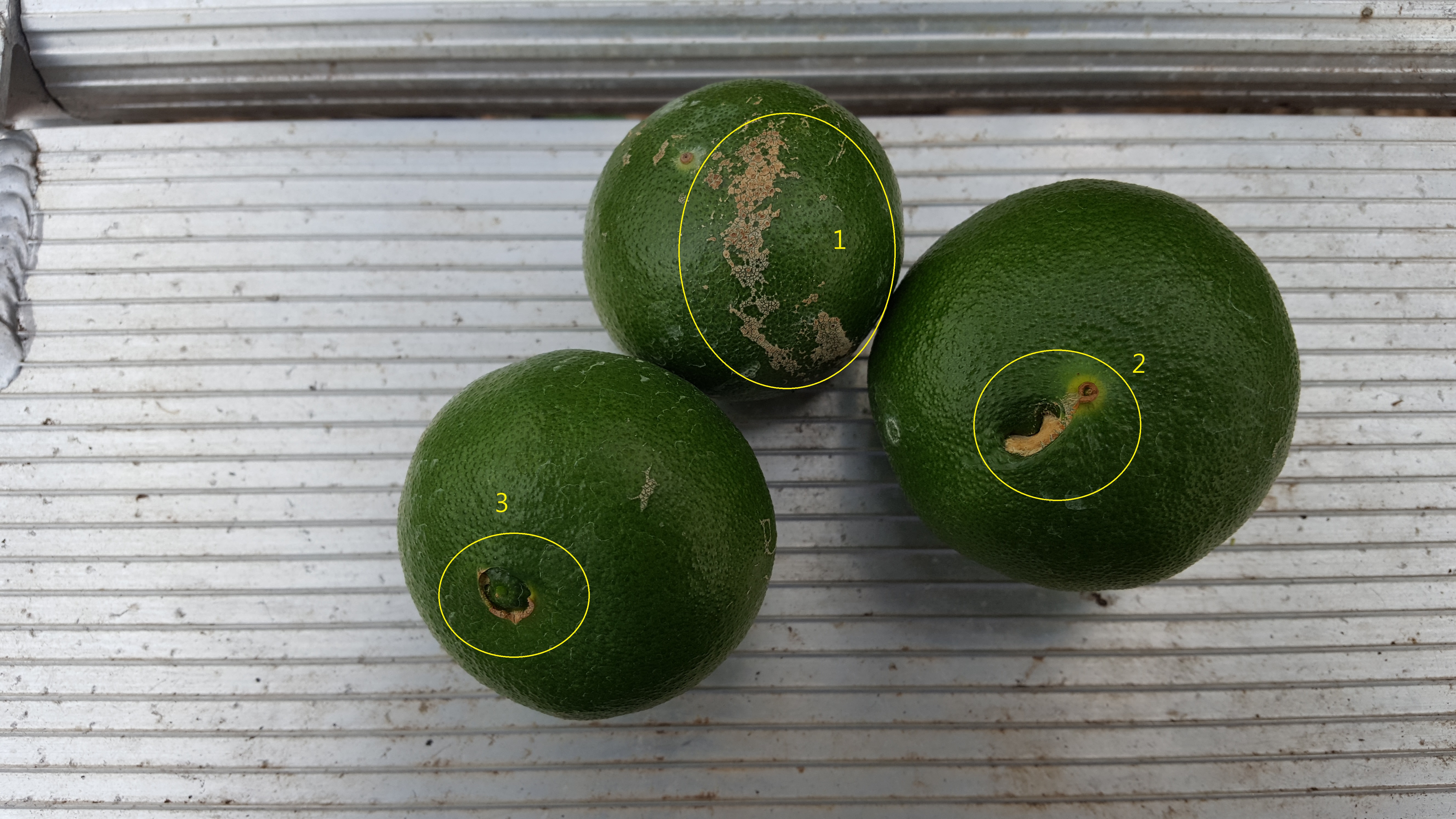 감귤 증상 문의