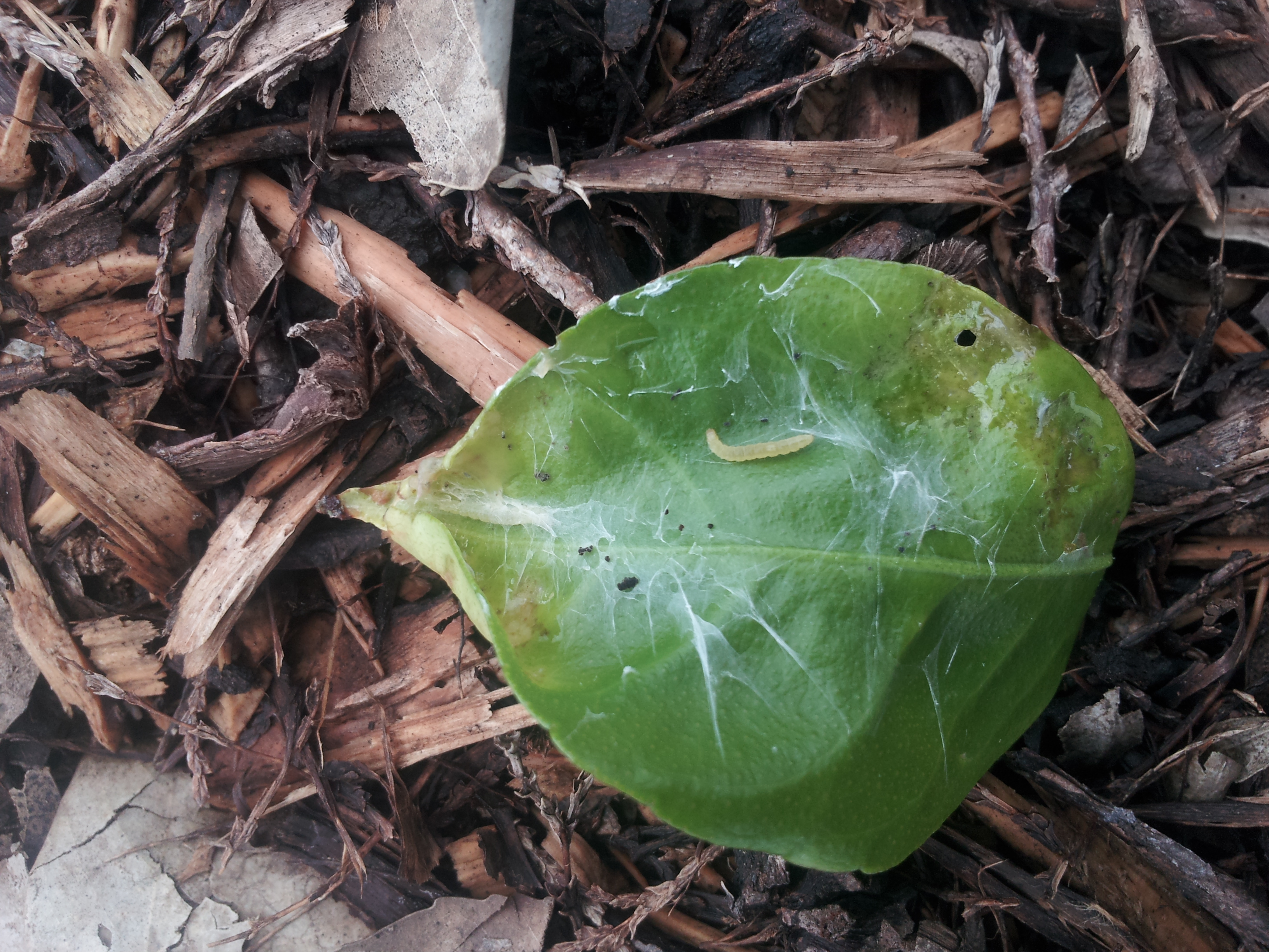 병충해 및 기타 문의