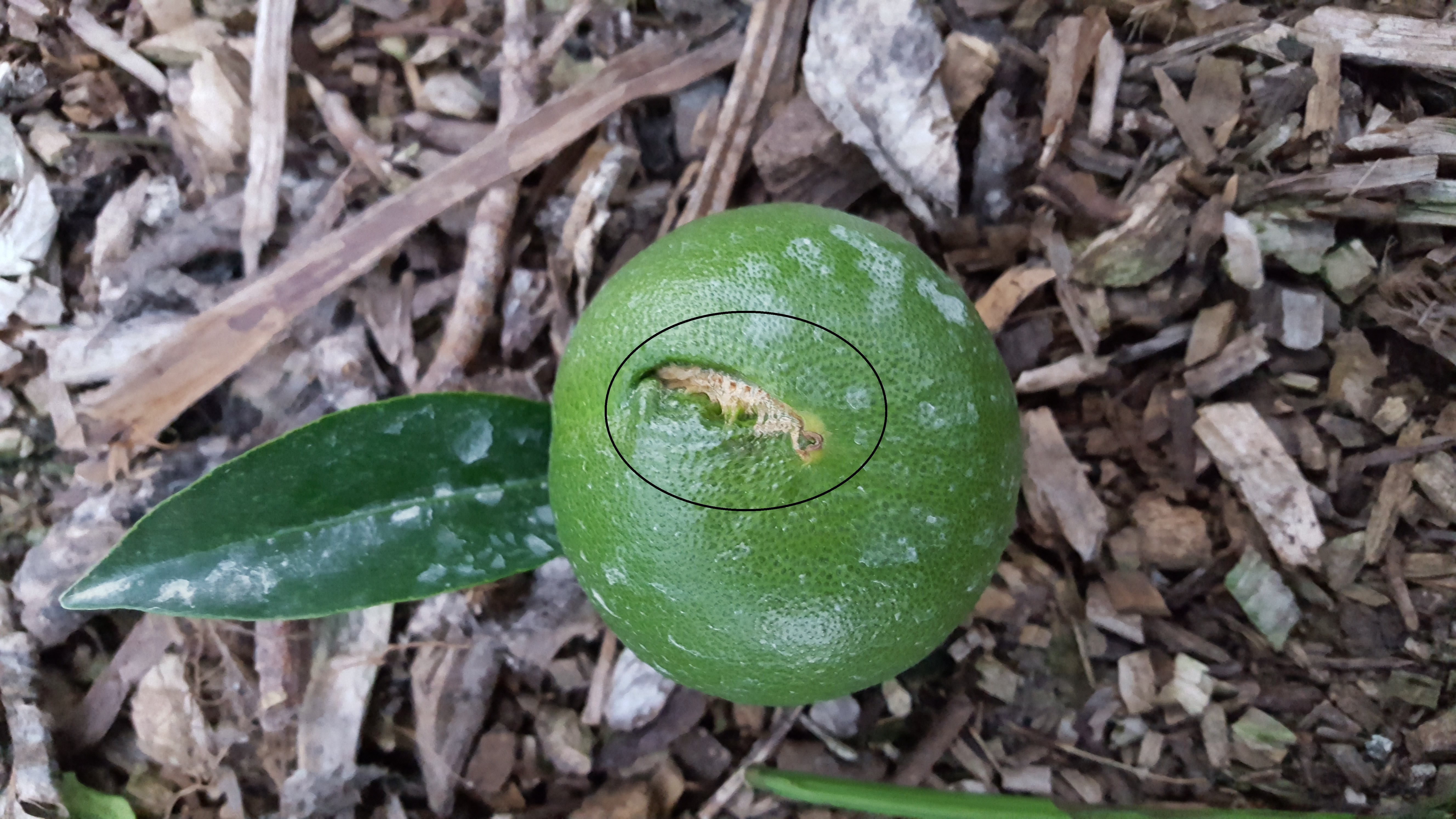 감귤 증상 문의