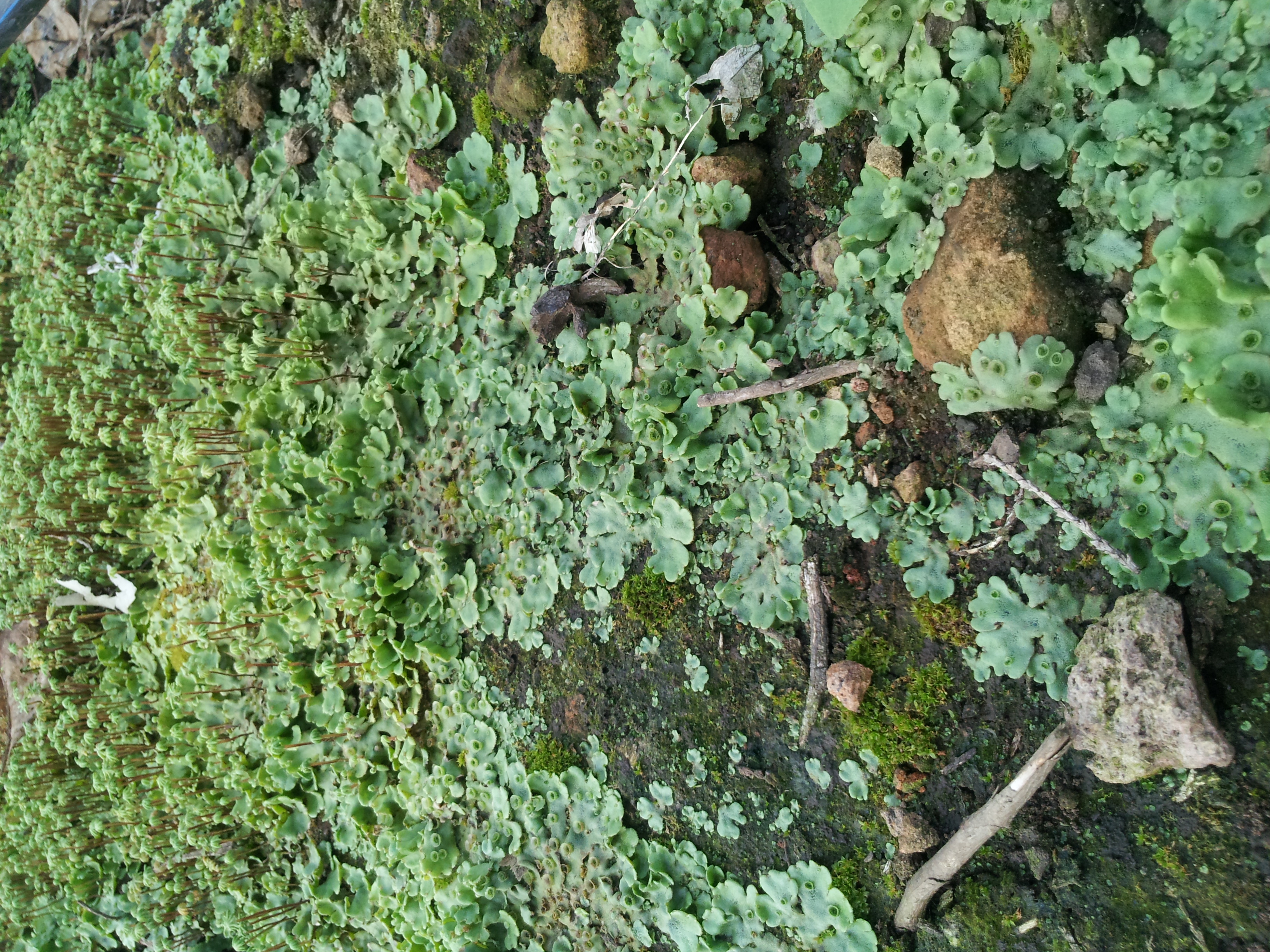 병충해 및 기타 문의