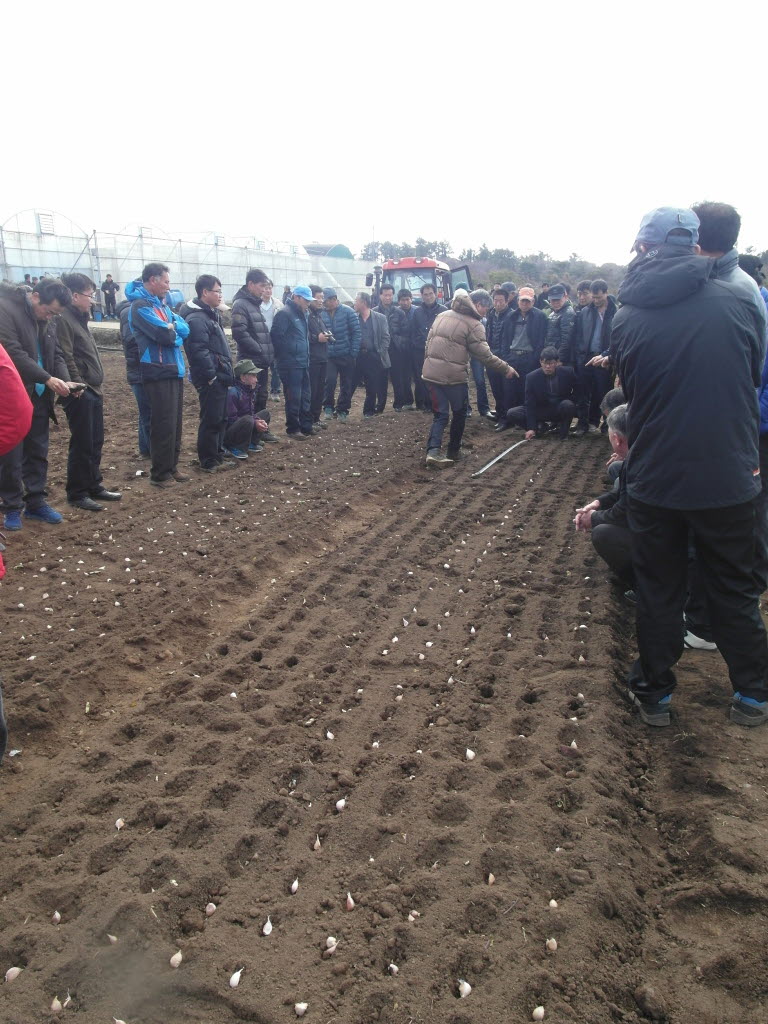 직립형 마늘 파종 시연