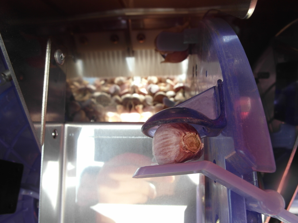 직립형 마늘 파종 시연